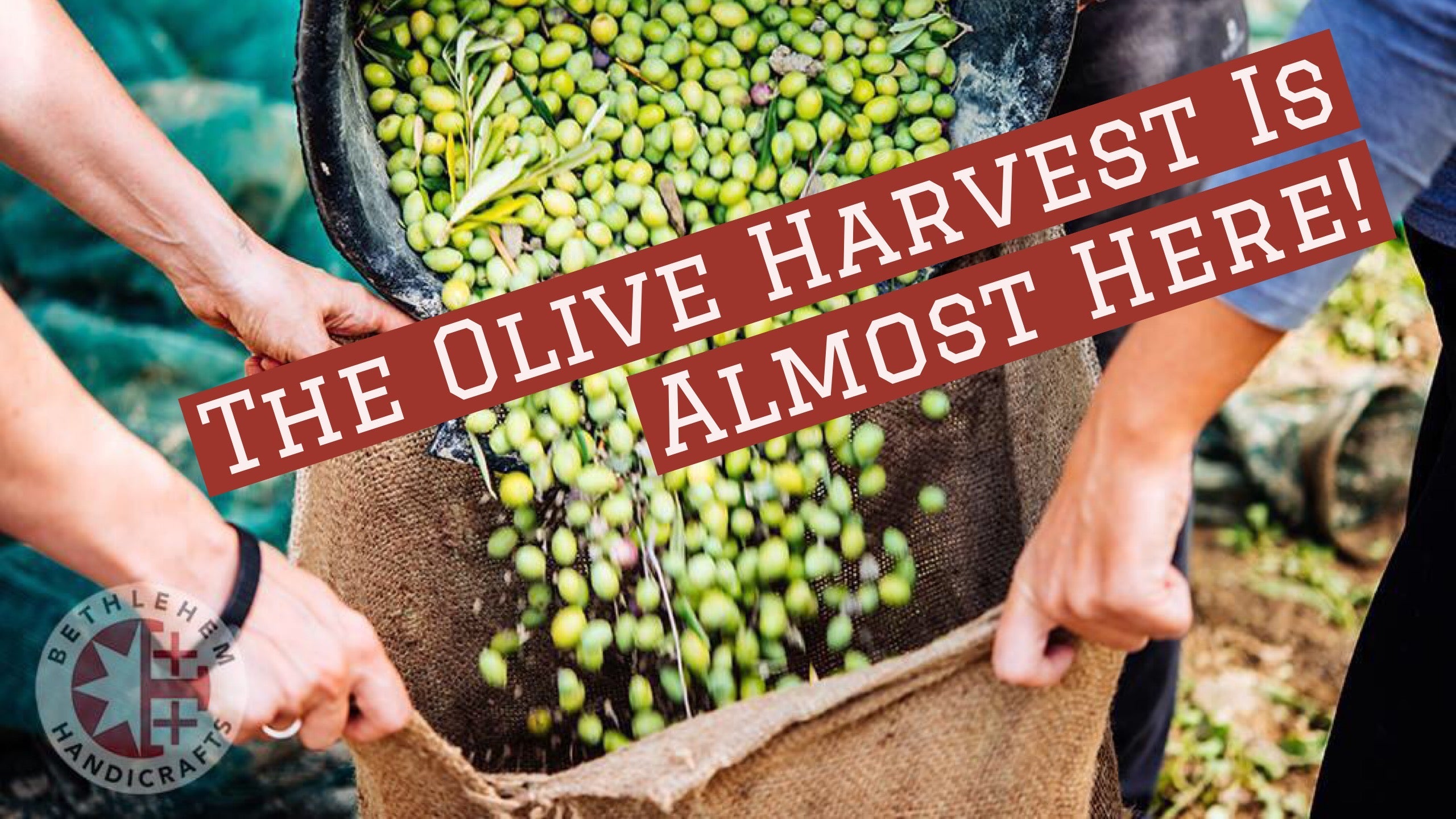 The Olive Harvest