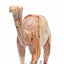 Hand Carved Camel with Saddle - Statuettes - Bethlehem Handicrafts